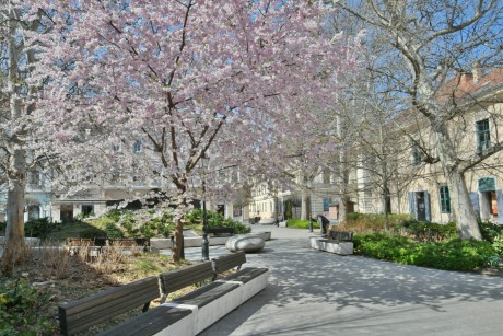 Kezdenek virágba borulni a közterületi fák és bokrok